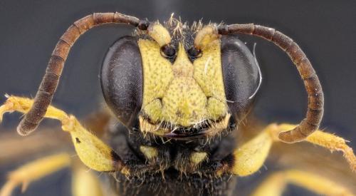 Cerceris quadricincta corsica